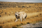 vada > I found this dog running through the countryside while I was taking photos of the horses.

Wyoming.2004.